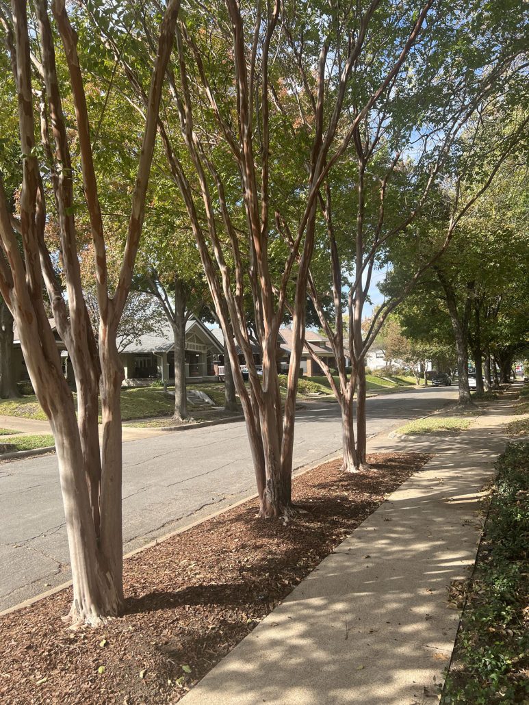 Junius Heights Historic District Yard of the Month December 2024