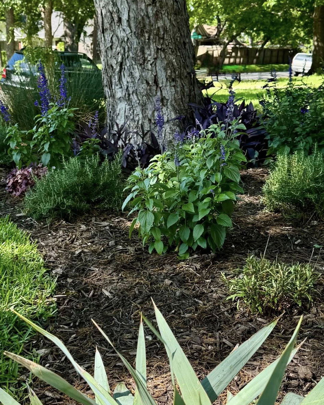 Junius Heights Historic District Yard of the Month May 2025