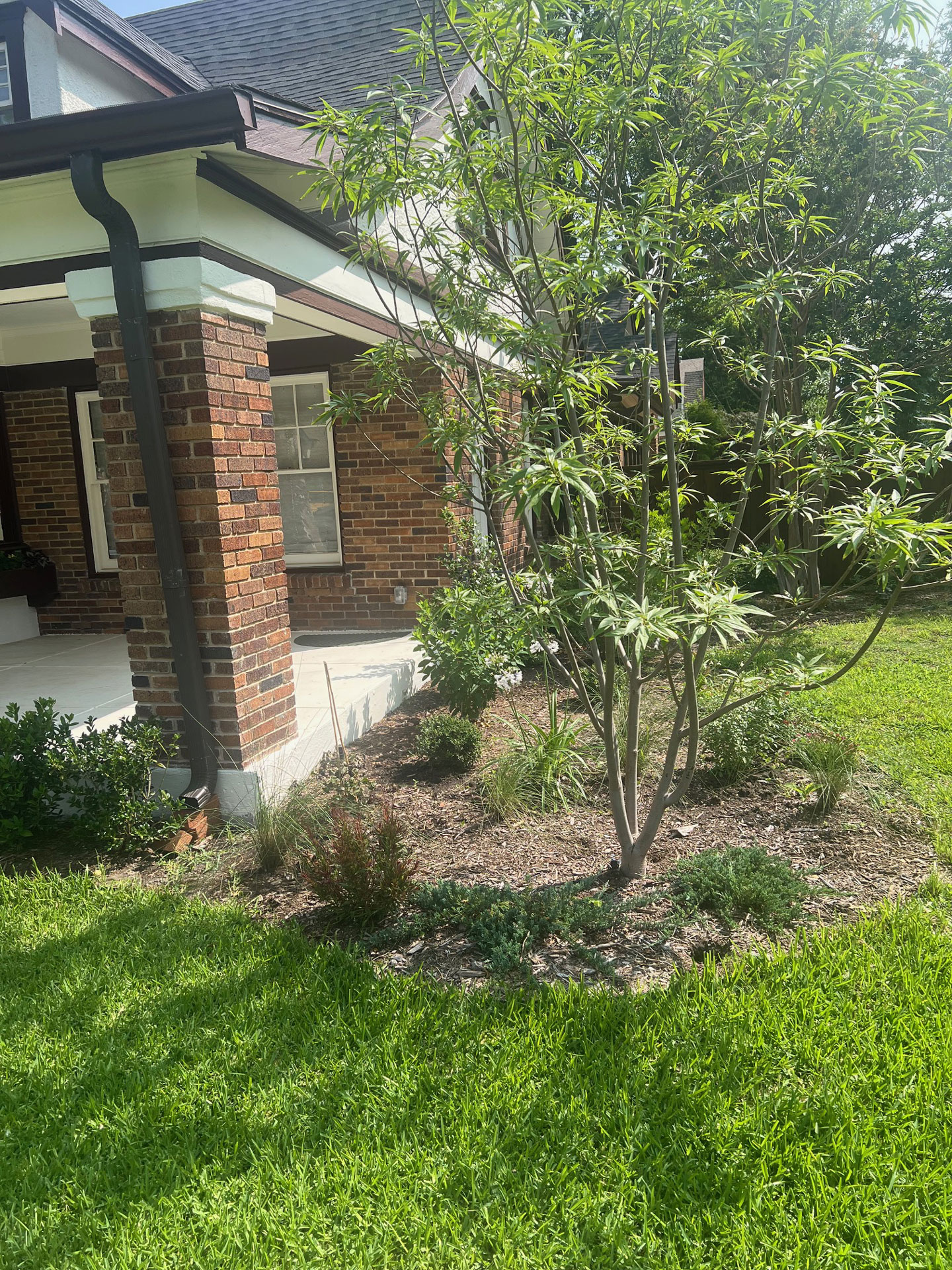 Junius Heights Historic District Yard of the Month June 2025