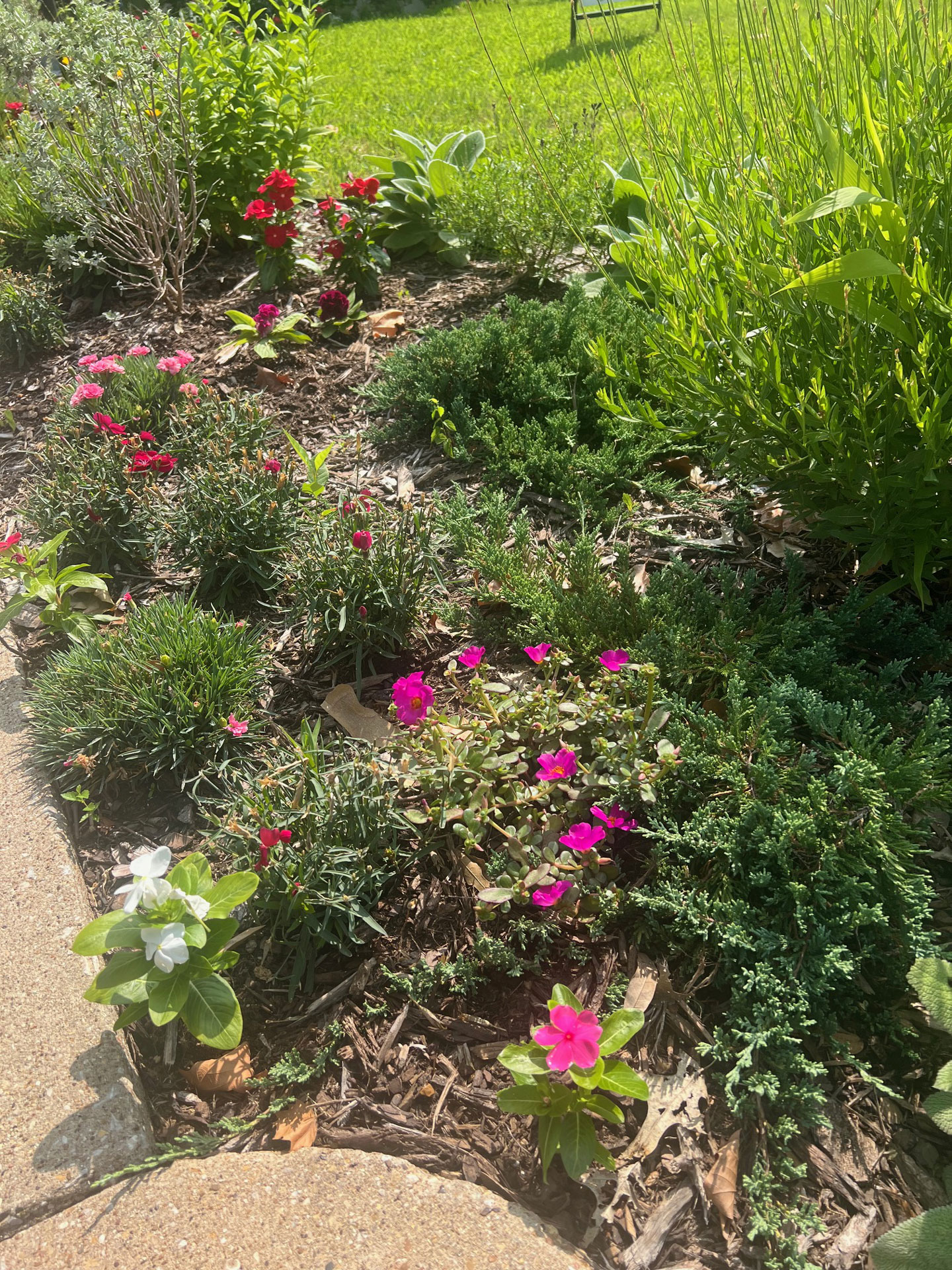 Junius Heights Historic District Yard of the Month June 2025