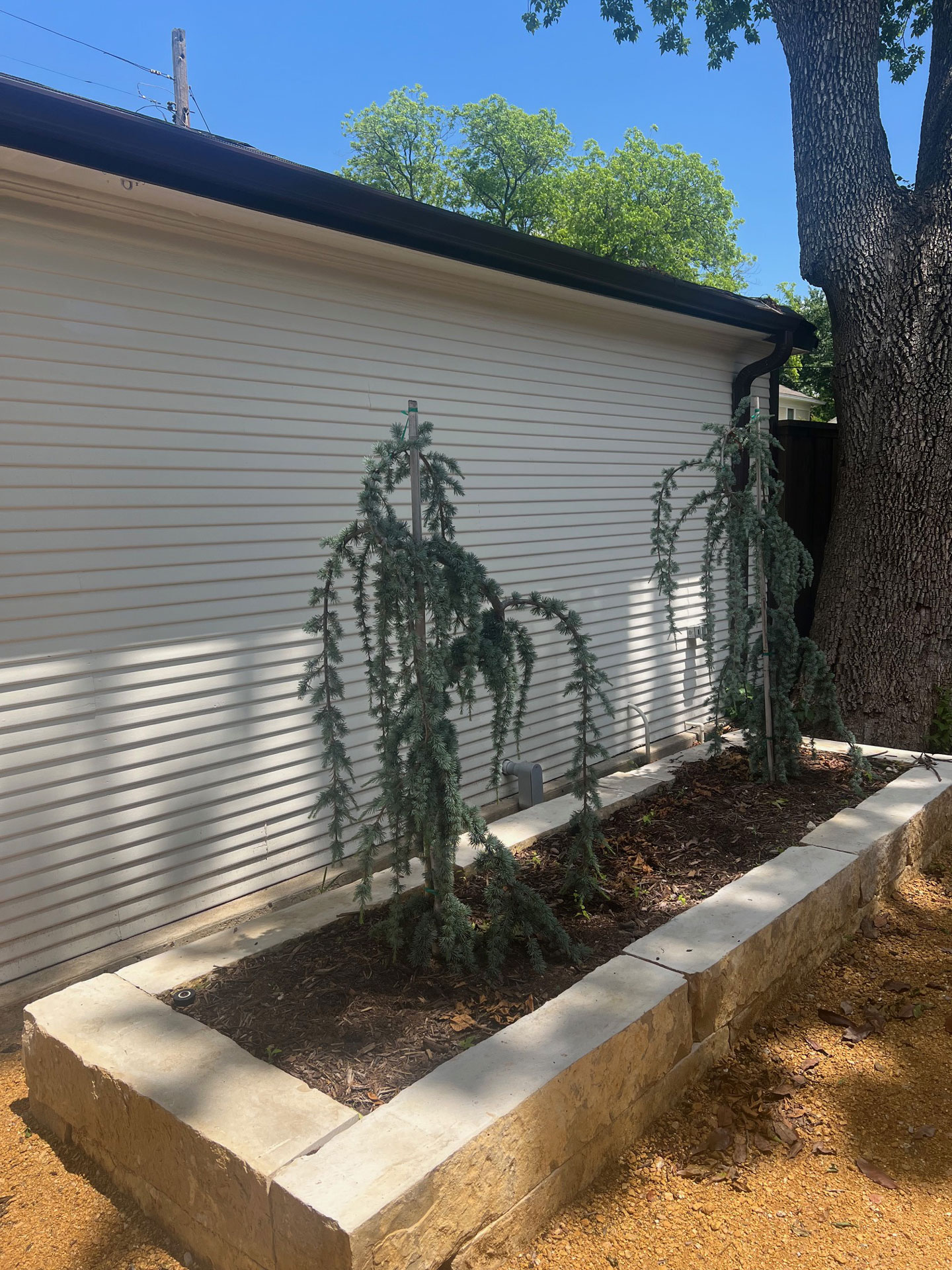 Junius Heights Historic District Yard of the Month June 2025
