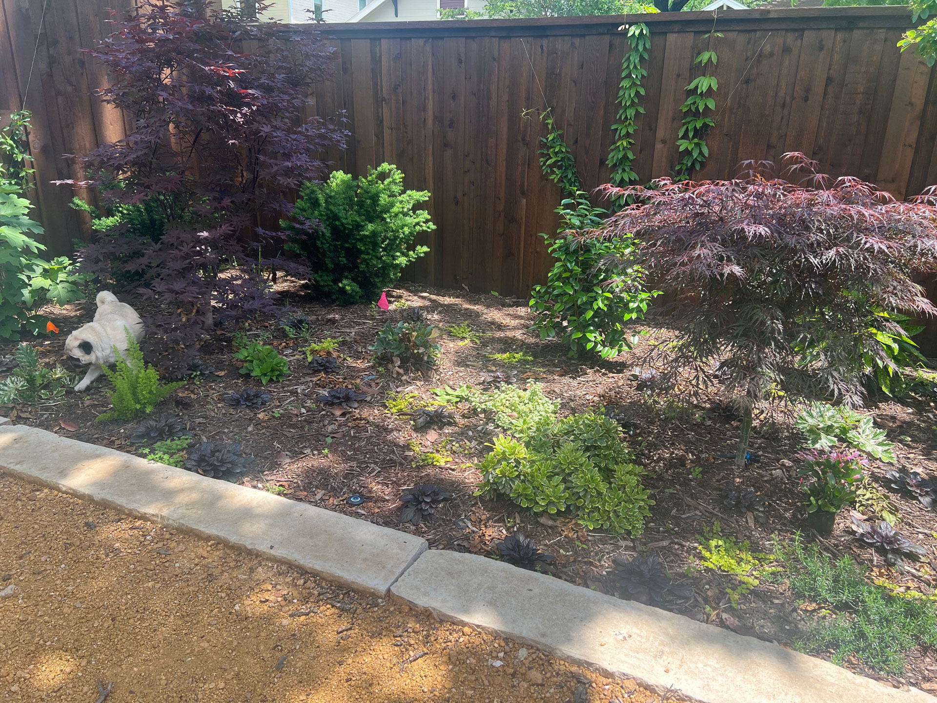 Junius Heights Historic District Yard of the Month June 2025